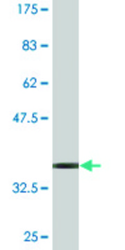 Monoclonal Anti-TSPAN1 antibody produced in mouse clone 3B4, purified immunoglobulin, buffered aqueous solution