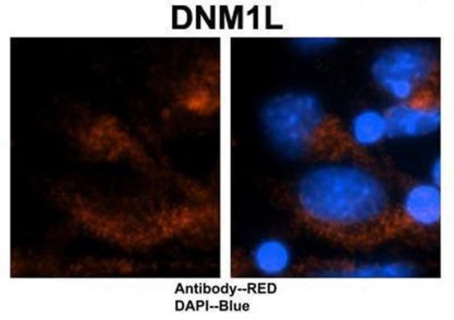 Anti-DNM1L, (N-terminal) antibody produced in rabbit affinity isolated antibody