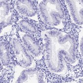 Anti-CGB3 antibody produced in rabbit Prestige Antibodies® Powered by Atlas Antibodies, affinity isolated antibody, buffered aqueous glycerol solution