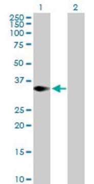 Anti-TRIM4 antibody produced in mouse purified immunoglobulin, buffered aqueous solution