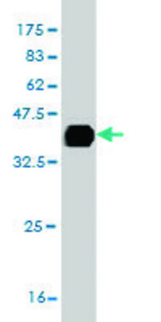 Monoclonal Anti-ITGB8 antibody produced in mouse clone 2B4, purified immunoglobulin, buffered aqueous solution