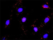Monoclonal Anti-CRKL antibody produced in mouse clone 4B5, purified immunoglobulin, buffered aqueous solution