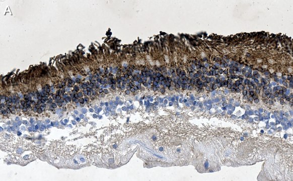 Anti-Rhodopsin CT Antibody, clone Rho 1D4 ZooMAb&#174; Mouse Monoclonal recombinant, expressed in HEK 293 cells