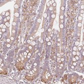 Anti-RCN3 antibody produced in rabbit Prestige Antibodies® Powered by Atlas Antibodies, affinity isolated antibody, buffered aqueous glycerol solution