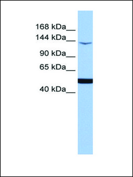 Anti-MAP3K1 antibody produced in rabbit affinity isolated antibody