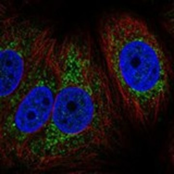 Anti-MT-CYB antibody produced in rabbit Prestige Antibodies® Powered by Atlas Antibodies, affinity isolated antibody, buffered aqueous glycerol solution