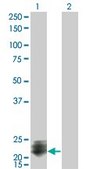 Monoclonal Anti-STMN2, (C-terminal) antibody produced in mouse clone 2G7, purified immunoglobulin, buffered aqueous solution
