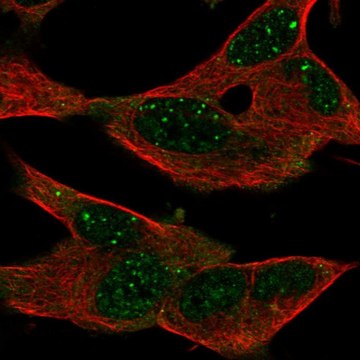 Anti-GPR155 antibody produced in rabbit Prestige Antibodies&#174; Powered by Atlas Antibodies, affinity isolated antibody