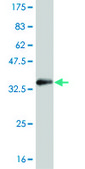 Monoclonal Anti-SGK2 antibody produced in mouse clone 4G4, purified immunoglobulin, buffered aqueous solution
