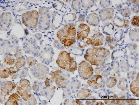 Monoclonal Anti-GNPNAT1 antibody produced in mouse clone 1E9, purified immunoglobulin, buffered aqueous solution