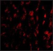 Anti-GPVI (ab1) antibody produced in rabbit affinity isolated antibody, buffered aqueous solution