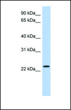 Anti-ATF3 antibody produced in rabbit affinity isolated antibody