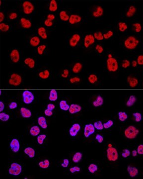 Anti-METTL3 antibody produced in rabbit