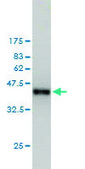 Monoclonal Anti-RABGAP1 antibody produced in mouse clone 1A8, purified immunoglobulin, buffered aqueous solution