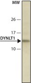 Monoclonal Anti-DYNLT1 antibody produced in mouse ~1.0 mg/mL, clone T1, purified immunoglobulin, buffered aqueous solution