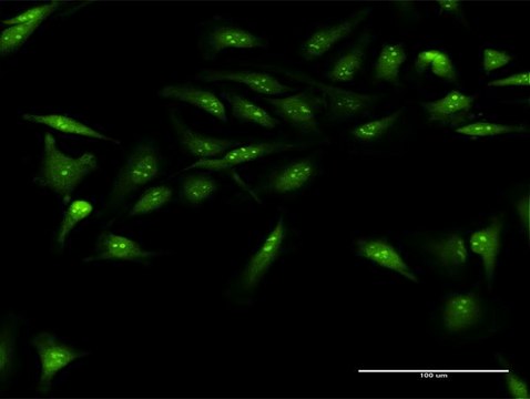 Anti-DUSP12 antibody produced in rabbit purified immunoglobulin, buffered aqueous solution