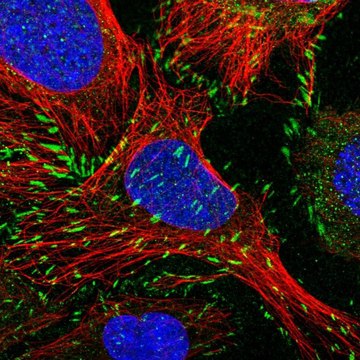 Anti-PXN antibody produced in rabbit Prestige Antibodies&#174; Powered by Atlas Antibodies, affinity isolated antibody