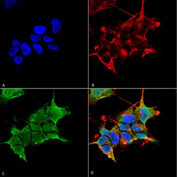 Monoclonal Anti-GABA A Receptor-Atto 390 antibody produced in mouse clone S398A-34