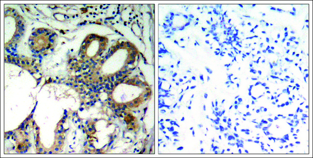 Anti-PTPN11 (Ab-580) antibody produced in rabbit affinity isolated antibody