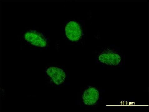 Monoclonal Anti-PCAF antibody produced in mouse clone 5E5, purified immunoglobulin, buffered aqueous solution