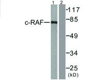 Anti-C-RAF, N-Terminal antibody produced in rabbit affinity isolated antibody