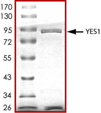 YES1, active, GST tagged human PRECISIO&#174; Kinase, recombinant, expressed in baculovirus infected Sf9 cells, &#8805;70% (SDS-PAGE), buffered aqueous glycerol solution