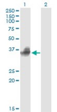 Monoclonal Anti-FCGR2B antibody produced in mouse clone 1A9, ascites fluid, solution