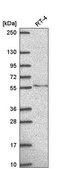 Anti-TMEM135 antibody produced in rabbit Prestige Antibodies® Powered by Atlas Antibodies, affinity isolated antibody
