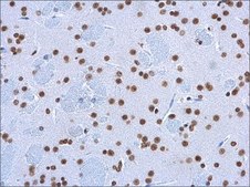 Monoclonal Anti-5-HydroxymethylCytosine / 5-hmC antibody produced in mouse clone GT13612, affinity isolated antibody