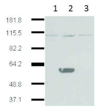 Monoclonal Anti-IDO2 antibody produced in mouse clone 1HC, purified immunoglobulin