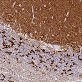 Anti-SNED1 antibody produced in rabbit Prestige Antibodies® Powered by Atlas Antibodies, affinity isolated antibody, buffered aqueous glycerol solution