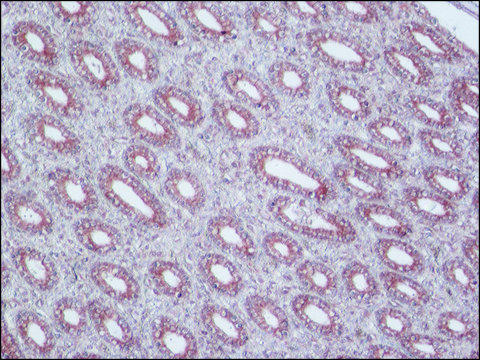 抗p-糖蛋白(MDR) 小鼠抗 clone F4, ascites fluid