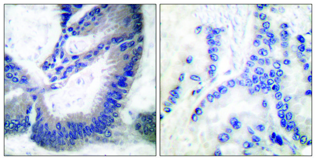 抗-INOS 兔抗 affinity isolated antibody