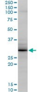 Monoclonal Anti-GCA antibody produced in mouse clone 2F11, purified immunoglobulin, buffered aqueous solution