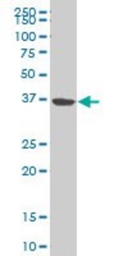 ANTI-NMI antibody produced in mouse clone 10E5, purified immunoglobulin, buffered aqueous solution