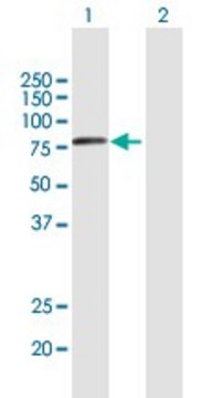 Anti-VPS53 antibody produced in mouse purified immunoglobulin, buffered aqueous solution