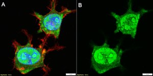 Anti-CNBP Antibody, clone 1I17 ZooMAb® Rabbit Monoclonal recombinant, expressed in HEK 293 cells