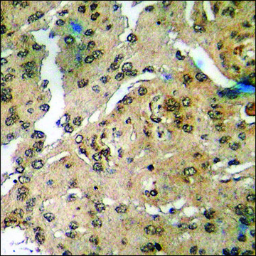 Anti-phospho-Filamin A (pSer2152) antibody produced in rabbit affinity isolated antibody