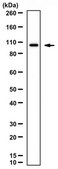 Anti-ELFN1 Antibody from rabbit, purified by affinity chromatography