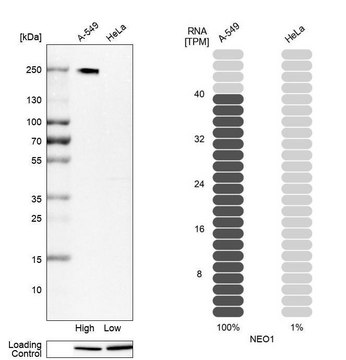 Anti-NEO1 antibody produced in rabbit Prestige Antibodies&#174; Powered by Atlas Antibodies, affinity isolated antibody, buffered aqueous glycerol solution, ab3