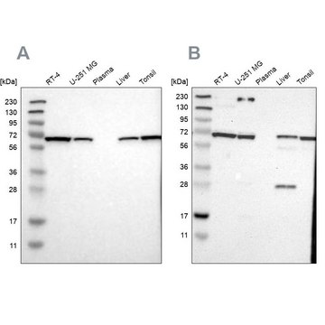 抗-LTA4H 兔抗 Prestige Antibodies&#174; Powered by Atlas Antibodies, affinity isolated antibody, buffered aqueous glycerol solution, Ab2