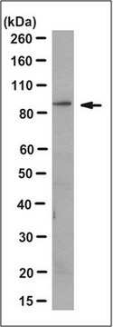 Anti-Cullin-3 Antibody, clone 3A8.1 clone 3A8.1, from mouse