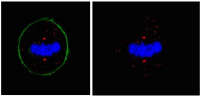 Anti-Pericentrin Antibody from rabbit, purified by affinity chromatography