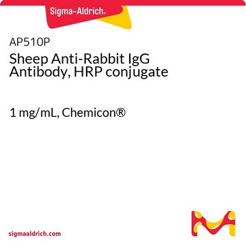 Sheep Anti-Rabbit IgG Antibody, HRP conjugate 1&#160;mg/mL, Chemicon&#174;