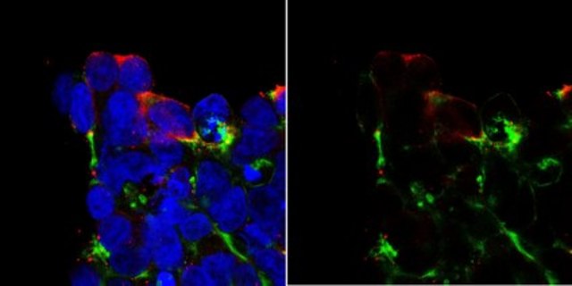 Anti-Cas9 from rabbit, purified by affinity chromatography