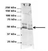 Anti-G3BP1, (N-terminal) antibody produced in rabbit affinity isolated antibody