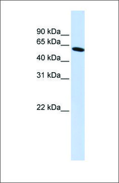 Anti-PDLIM5 (ab1) antibody produced in rabbit affinity isolated antibody