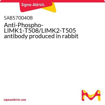 Anti-Phospho-LIMK1-T508/LIMK2-T505 antibody produced in rabbit