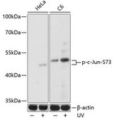 Anti-Phospho-c-Jun-S73 antibody produced in rabbit