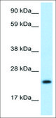 Anti-ASCL1 IgG fraction of antiserum